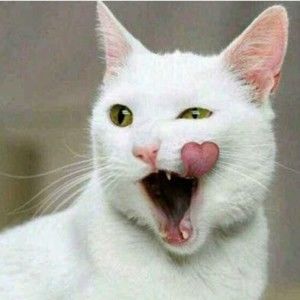 Meet your Posher, Rayden